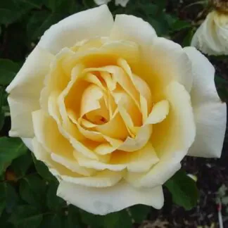 Rose 'Diamond Jubilee' - Hybrid Tea Rose