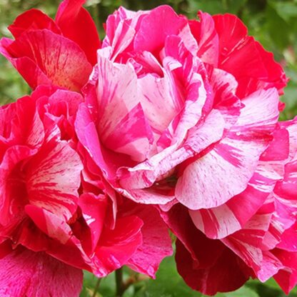 Rose 'Guy Savoy' - Shrub Rose
