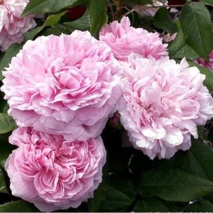 Rose 'Jacques Cartier' - Shrub Rose