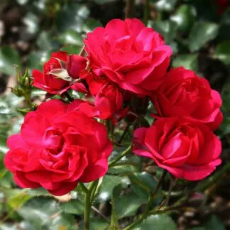 Rose 'Lancashire' - Ground Cover Rose