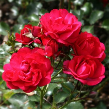 Rose 'Lancashire' - Ground Cover Rose