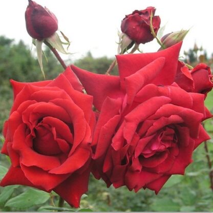 Rose 'Uncle Walter' - Hybrid Tea Rose