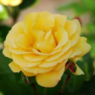 Rose 'Arthur Bell' - Hybrid Tea Rose