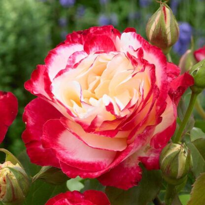 Rose 'Double Delight' - Hybrid Tea Rose
