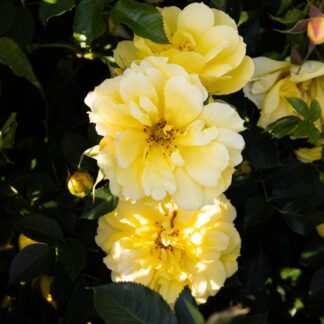 Rose 'Lemon Couture' - Shrub Rose