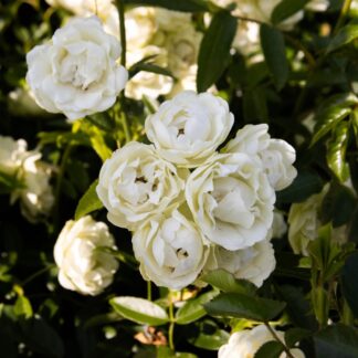 Rose 'Little Bo-Peep' - Patio Shrub Rose