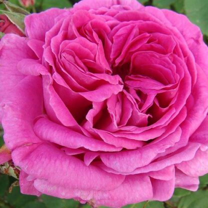 Rose 'Madame Isaac' - Shrub Rose