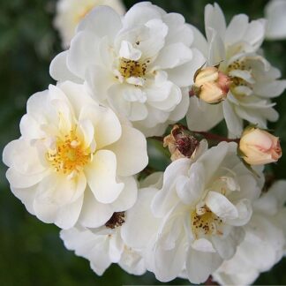 Rose 'Yvonne Rabier' - Polyantha Shrub Rose
