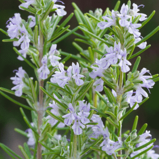 Miss Jessops Upright - Fragrant Rosmarinus Officinalis - Rosemary Bush