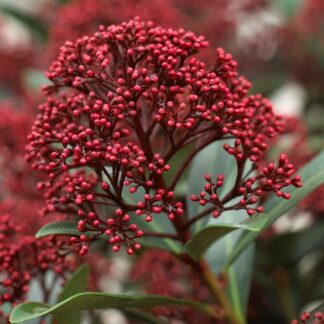 Skimmia Japonica Rubesta-Rubella