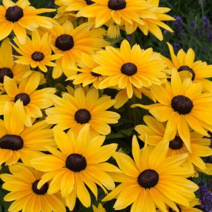 Rudbeckia Sunbeckia ‘maya’ - Black Eyed Susan