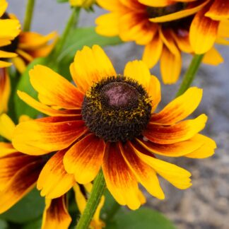 Giant Flowered Rudbeckia - Summerdaisy Red Bicolour - in Bud & Bloom