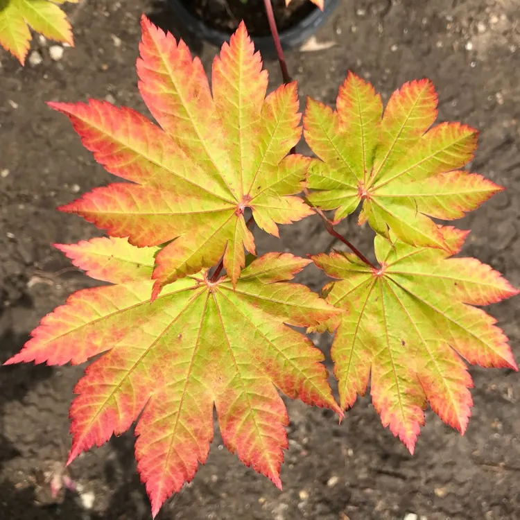 Acer Japonicum Vitifolium - Vine Leaved Japanese Maple