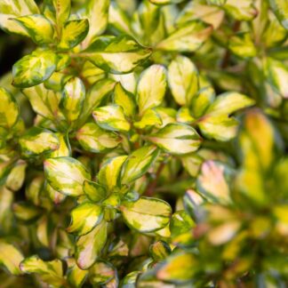 Coprosma Lemon And Lime