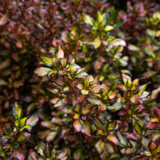 Coprosma 'Glowing Embers'