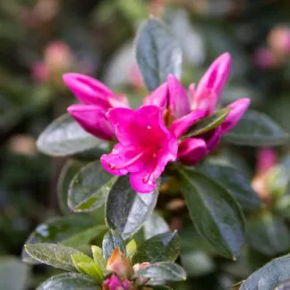 Azalea Japonica Isabel  - Dwarf Japanese Rhododendron-Evergreen