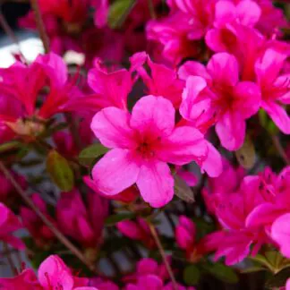 Azalea Japonica Apotheose - Dwarf Japanese Rhododendron-Evergreen