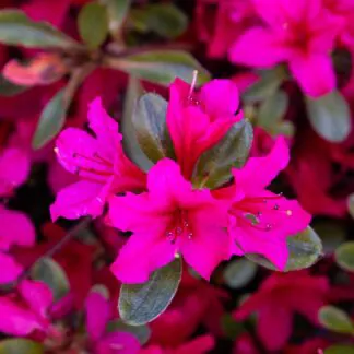 Azalea Japonica Terry - Dwarf Japanese Rhododendron-Evergreen