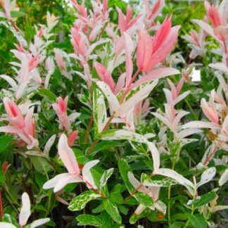 Salix Integra Hakuro Nishiki - Dappled Flamingo Willow - Large Shrub