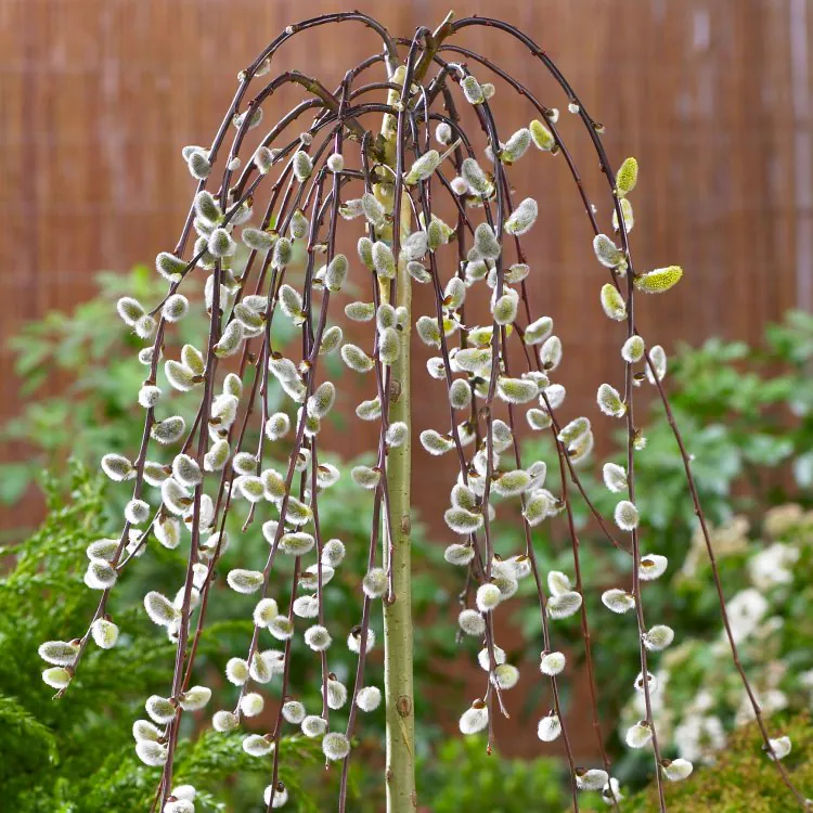 Salix Caprea Kilmarnock - Large Full Standard Weeping Pussy Willow