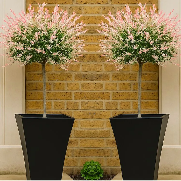 Pair of Standard Topiary Trees 'Salix Flamingo' With Large Flared Decorative Planters