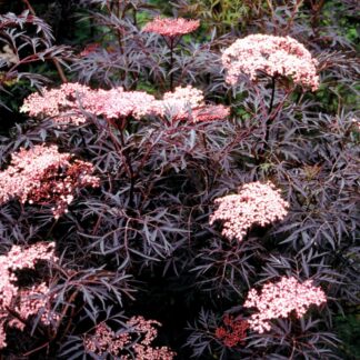 Sambucus Nigra Black Lace - Black Elder Sambuca Plant - Large Specimen