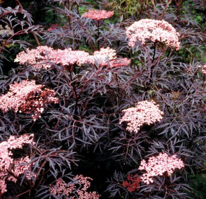 Sambucus Nigra Black Lace - Black Elder Sambuca Plant - Large Specimen
