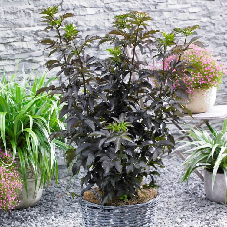 Sambucus Black Tower - Large Black Leaf Towering Elder