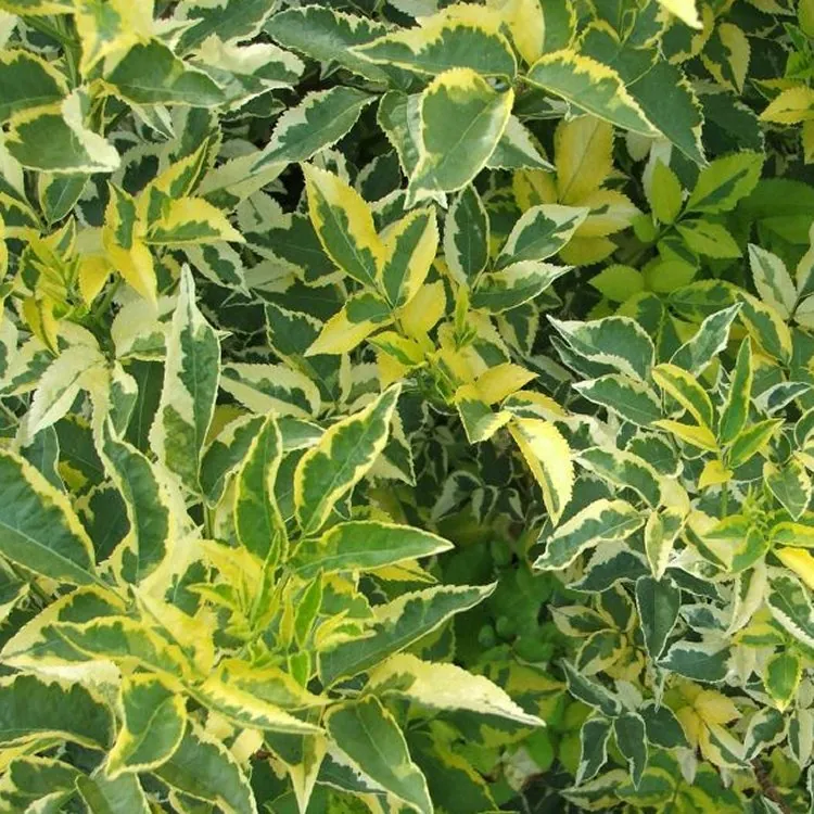 Sambucus Nigra Madonna - Golden Variegated Elder
