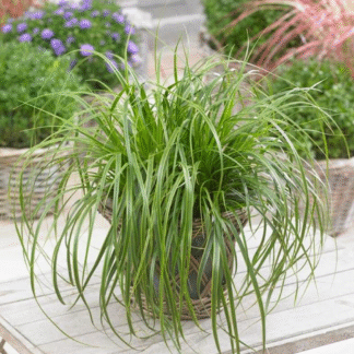 Carex Oshimensis 'Everlime'