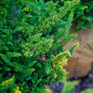Chamaecyparis Obtusa 'Chirimen' - Hinoki Cypress