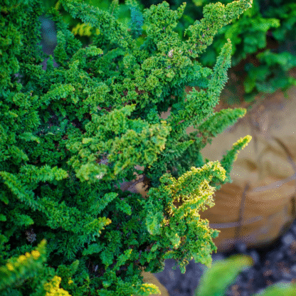 Chamaecyparis Obtusa 'Chirimen' - Hinoki Cypress