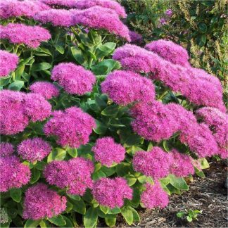 Sedum Spectabile ''Brilliant'' - Ice Plant - Stonecrop
