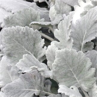 Baby Angels Wings - Senecio Cineraria 'Cirrus' - Dusty Miller Plant