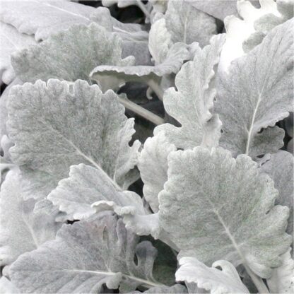 Baby Angels Wings - Senecio Cineraria 'Cirrus' - Dusty Miller Plant