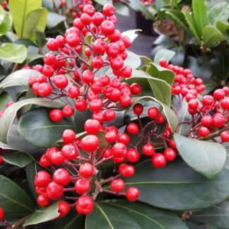 Skimmia Japonica Lipstick - Female Japanese Skimmia in Berry