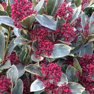 Skimmia Japonica Perosa - Variegated Rubella Skimmia