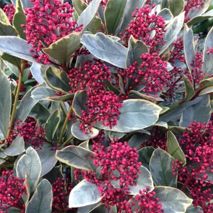 Skimmia Japonica Perosa - Variegated Rubella Skimmia