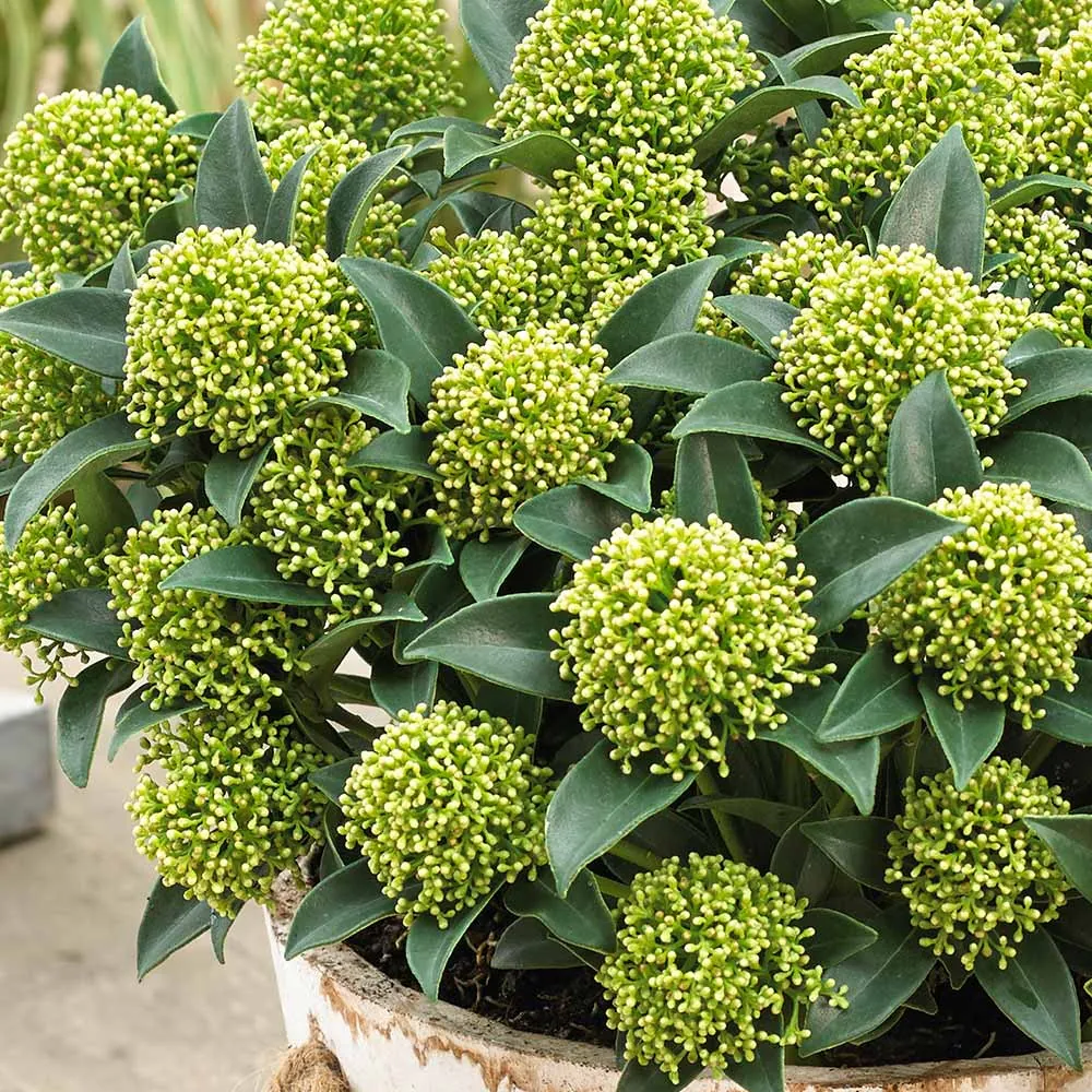 Skimmia Japonica Globe White
