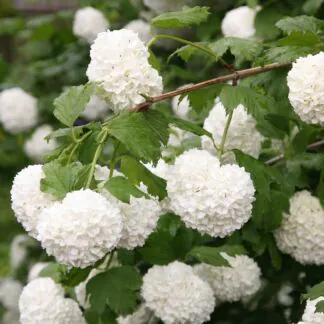 Snow Ball Tree - Viburnum Opulus Roseum - Snowball Tree