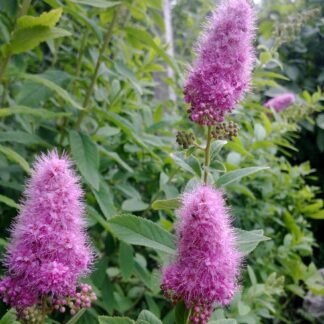 Spiraea Douglasii