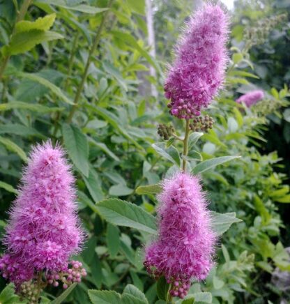 Spiraea Douglasii