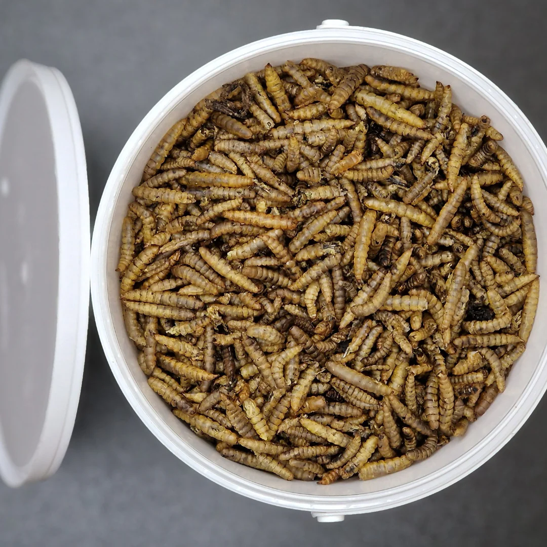 Crunchy Calci Worms - Calcium Rich Insect Feed For Wild Birds - 5 Litre Tub