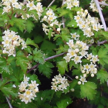 Stephanandra Incisa Crispa