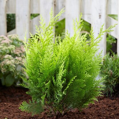 Chamaecyparis Lawsoniana Stardust