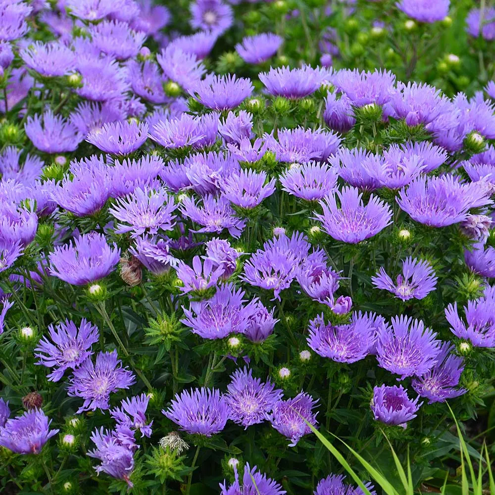 Stokesia Laevis 'Mel's Blue' - Blue Stokes Aster