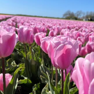 Tulip 'Synaeda Amor' - Pack of 8