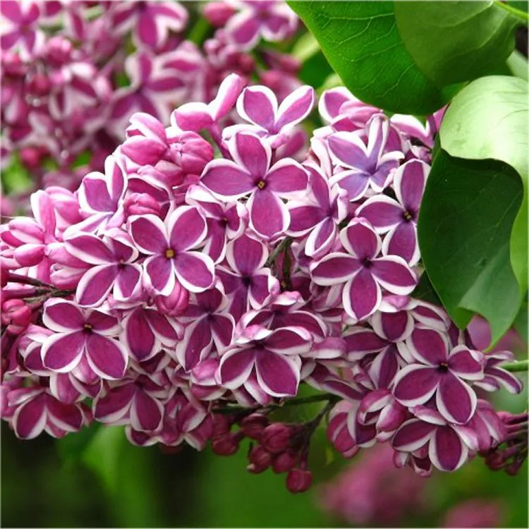 Syringa Vulgaris Sensation - Fragrant Picotee Lilac