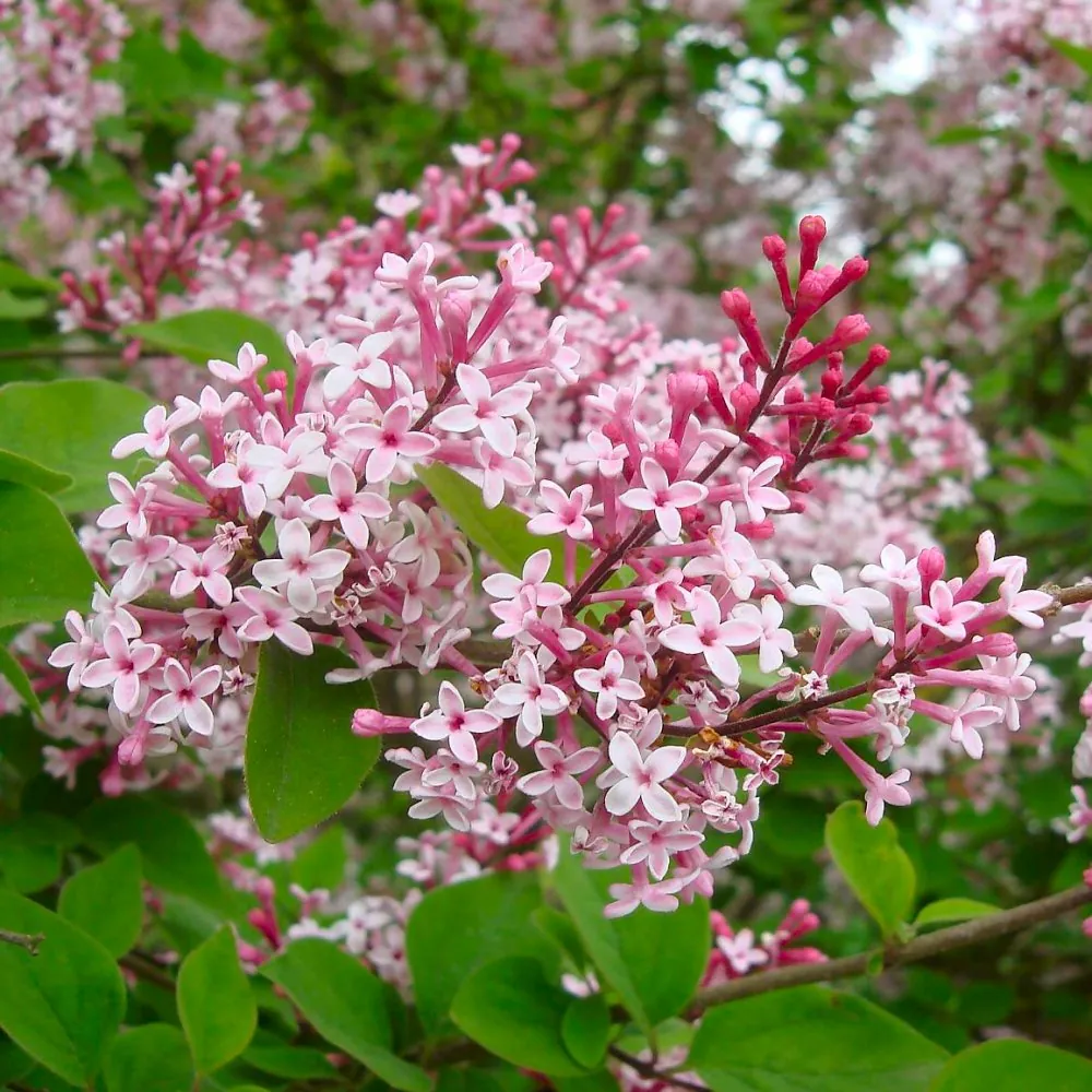 Syringa Microphylla 'Superba' - Lilac Superba