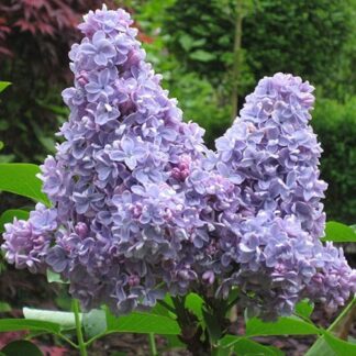 Syringa Vulgaris Carpe Diem - Lilac